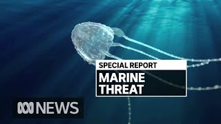 How far south could the deadly Irukandji jellyfish travel on Queensland beaches  ABC News [upl. by Irtimd]