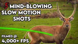 We Took a 200K Camera Bow Hunting  TOP 5 Archery Shots in Slo Motion [upl. by Ciel]