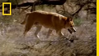 Kangaroo vs Dingo  National Geographic [upl. by Mimi]