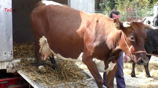 Arrivo delle mucche alla mostra zootecnica  Fiera agricola Castellamonte 2022 [upl. by Lucila982]