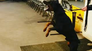 Aggressive Doberman Attacks  Making real aggression in protection [upl. by Peih217]