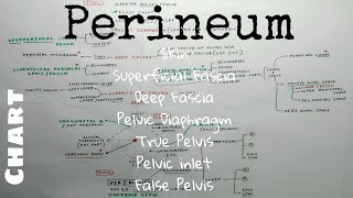 Perineum  3 Basic  TCML  ENMEDER [upl. by Leveridge10]