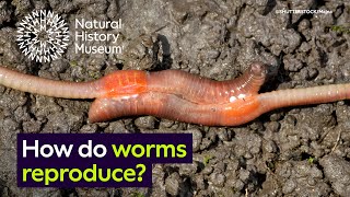 How do worms reproduce  Surprising Science [upl. by Aseel]