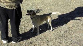 Amazing Hunting Dog and Falcon Team [upl. by Abbey]