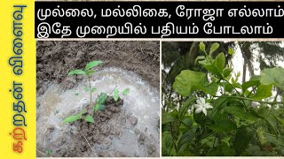 முல்லை பூ செடி பதியம் போடுவது எப்படி கற்றதன் விளைவு [upl. by Chill]