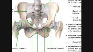 The Sacroiliac Joint Part 1  Major Ligaments amp Structures [upl. by Constancy]