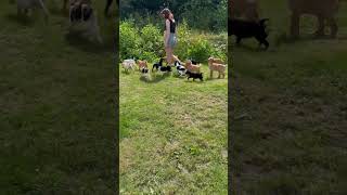 Puppies out for a walk puppy goldens goldenretiever gundog ￼ [upl. by Moody]