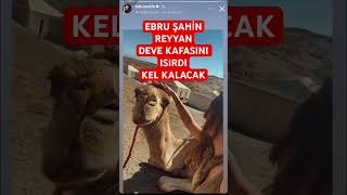 Ebru Şahin Reyyan deve kafasını ısırdı  Ebru Şahin kel kalacak shorts short magazin [upl. by Aretak]