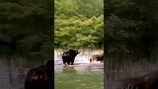 Epic Pool Showdown Buffalo Battles Lion in a Thrilling Water Fight [upl. by Fachan]