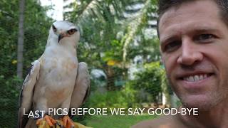 Gryffon Black Shouldered Kite released [upl. by Kcirdef]