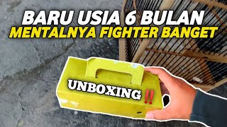 UNBOXING‼️KAKAKNYA KENARI PRESTASI SEKARANG KITA DPAT ADIKNYA [upl. by Enajharas51]