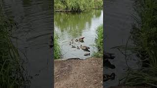 Clapham Common London ducks lake uk [upl. by Laenahtan]