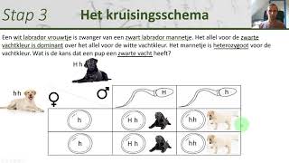 Biologie  Kruisingsschemas maken en gebruiken  Erfelijkheid 2 [upl. by Carny]