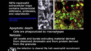 Immunology Neutrophil Mechanisms [upl. by Nnyleahs65]