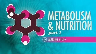 Metabolism amp Nutrition Part 1 Crash Course Anatomy amp Physiology 36 [upl. by Ecirtnom945]