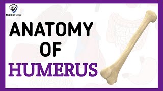 Humerus Bone Anatomy  Learn in 5 Minutes [upl. by Annod681]