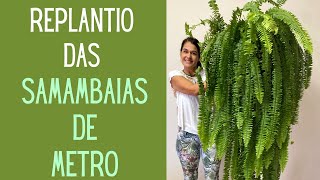 PLANTAS VERDES Aprenda a replantar as samambaias de metro para ficarem lindas [upl. by Nibla207]