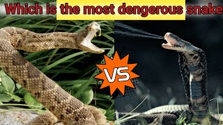 KING COBRA VS RATTLE SNAKE  Which Is The More Dangerous Snake ❓ [upl. by Tenom]