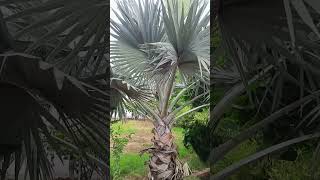 Bismarckia palm tree  beautiful fan like leaves shorts viral  yt shorts video  plz subscribe 🙏 [upl. by Arney305]