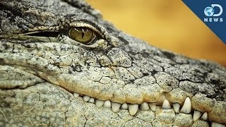 Terrifying Ancient Crocodile Discovered [upl. by Adhern881]