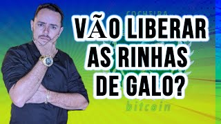 AS RINHAS DE GALO PODEM SER LIBERADAS NO BRASIL SAIBA TUDO [upl. by Afihtan379]