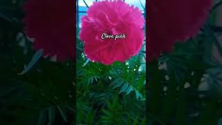 Clove pink Dianthus Flower viralreels shortfeed2024 youtubeshorts [upl. by Tamis]