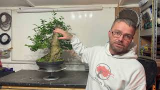 Achieving Best Results Mastering Privet Bonsai Carving and Pruning [upl. by Aynotahs]