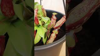 Nepenthes care  Carnivorous houseplants ✨ [upl. by Rudwik731]