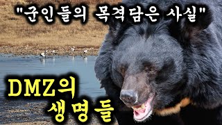 인간이 없어진 DMZ에 살아가는 멸종위기 동물들 [upl. by Sol]