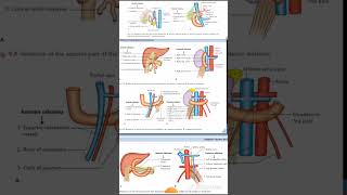 DUDENUM Relations Anatomy Quick Revision University Exam [upl. by Labanna]