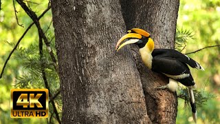 Animals of Amazon 4KEp4 Animals That Call The Jungle Home  Travelpremium Rainforest Amazon hd [upl. by Aihsetan625]