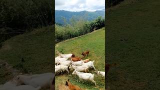 How does a dog herd a goat [upl. by Lowe]