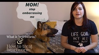 Dealing with Heartworm [upl. by Ynna280]