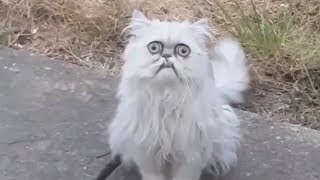 Weirdlooking cat Wilfred goes viral with Michael Rapaport voiceover [upl. by Croft]