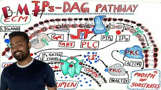 IP3 DAG pathway  G Protein Coupled Receptors GPCR [upl. by Gnak]