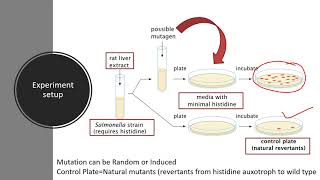 Ames test for the detection of potential mutagen [upl. by Laney]