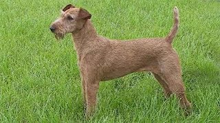 Dog Breed Video Irish Terrier [upl. by Ayotahs810]