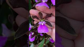 ENCYCLIA RIOCLARENSE orquideas orquideaslindas orquidario encyclia plantas flores [upl. by Saidnac]