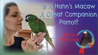 Hahns Macaw 3 Pros amp Cons  Are Hahnsmacaws Brilliant [upl. by Menedez]