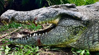 Gigantic Nile Crocodiles at Gatorland featuring Lyle the Nile Crocodile amp friends‼️ [upl. by Paz]