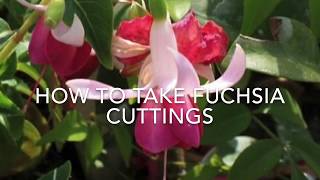 How to Propagate Fuchsias How to Take Fuchsia Cuttings Fuchsia Propagation Plant Propagation [upl. by Manwell]