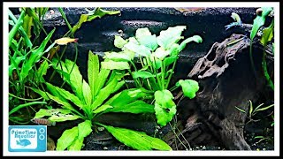 Beginners Guide to Aquatic Plants How to Keep Plants in Your Fish Tank [upl. by Enilekaj711]