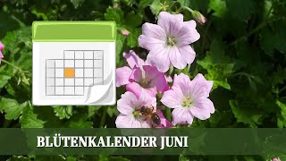 Blütenkalender Juni  Rosen Jasmin Salbei Glockenblumen [upl. by Kalli9]