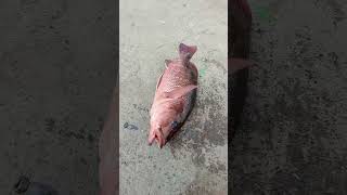 Catching the Big Red Snapper Fish in Sea fishing fishingvideos thoondilulagam seafishing [upl. by Eilraep]