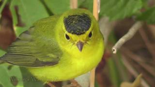 Warblers of Texas [upl. by Olympe494]