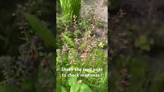 Hoary Skullcap Scutellaria incana  signs it’s time to collect seed nativeflora nativeplants [upl. by Nilyad]