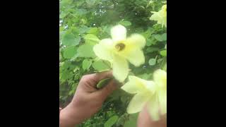 Beautiful Buhunia Edible flower amp leaves कचनार की कलियाँ shortsvideo floweringplants kachnar [upl. by William]