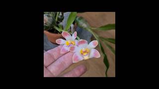 🌸 Rare interesting orchid in bloom chysis limminghei [upl. by Vihs]