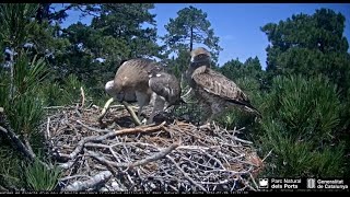 Àguila marcenca Parc Natural dels Ports gadożer  mama z dużym 🐍 karmi młodego i sama je 2024 07 29 [upl. by Austina]