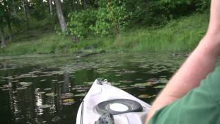 Topwater bass on fly gear [upl. by Ashil419]